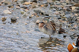 Baikal teal (Sibirionetta formosa) in Japan