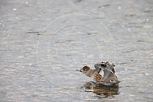 Baikal teal (Sibirionetta formosa) in Japan