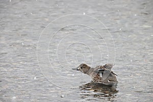 Baikal teal (Sibirionetta formosa) in Japan