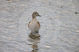 Baikal teal (Sibirionetta formosa) in Japan