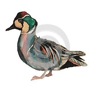 The Baikal teal. Watercolor hand painted drawing of bird