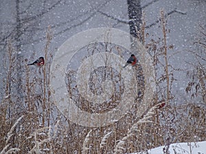 Baikal in winter. Baikal nature