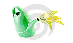 Bailer with flower isolated photo