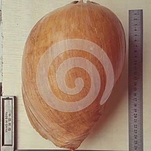 Bailer shell photo