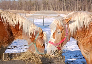 Bailey Farm