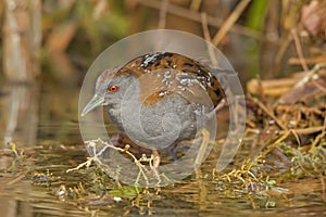 Baillon's Crake