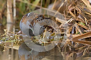 Baillon's Crake