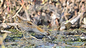 Baillon`s Crake, Greece