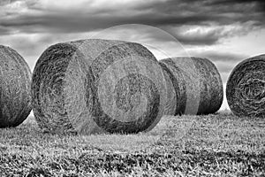 Bails of hay photo