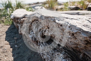 Bainbridge Island driftwood