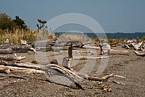 Bainbridge Island driftwood
