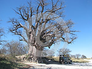 Baines' baobab