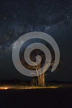 Baines Baobab campsite under the milky way