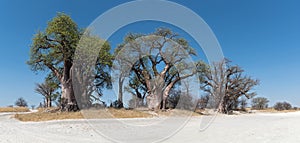 Baines baobab from Nxai Pan National Park, Botswana