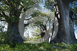 Baines Baobab Trees