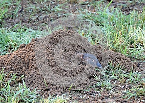 Baird's pocket gopher