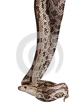 Baird`s rat snake, Elaphe bairdi photo