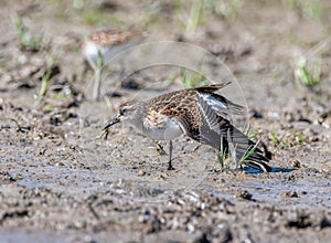 Baird\'s Sandpiper on a Colorado Lakeshore