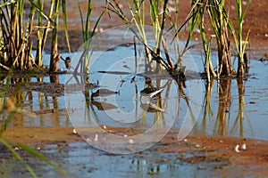 Baird`s Sandpiper feeding on marsh swamp