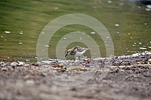 Baird\'s sandpiper on a lake shore