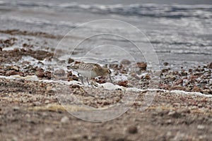 Baird\'s sandpiper on a lake shore
