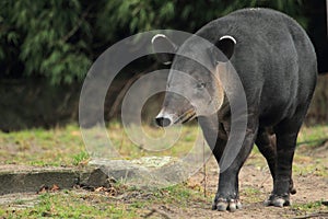 Baird's tapir