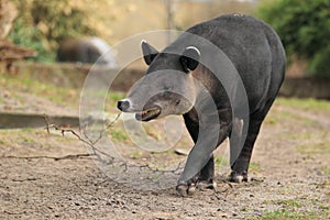 Baird's tapir