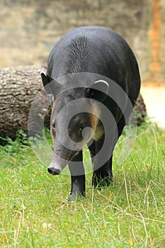 Baird's tapir