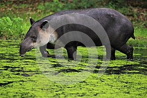 Baird's tapir