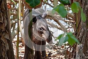 Baird`s tapir in Corcovado National Park