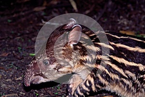 Baird`s Tapir Immature  56940