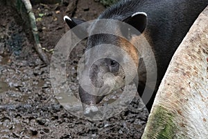 Baird`s Tapir