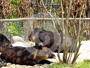 Baird's tapir resting at Shanghai wild animal park