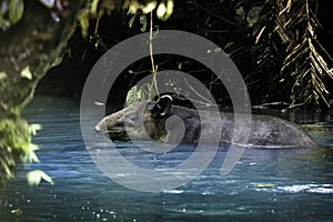 Baird's tapir swimming in Rio Tenorio river in Tenorio national park, Costa Rica