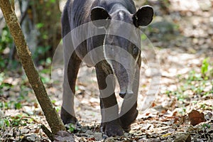 Baird's tapir photo