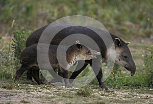 BAIRD`S TAPIR tapirus bairdii, FEMALE WITH YOUNG photo