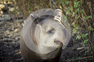 Baird`s tapir tapirus bairdii photo