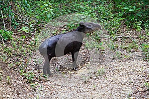 Wildlife: Baird Tapir is seen bathing in water reserve in the Jungle photo