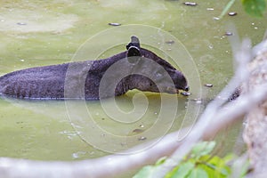 Wildlife: Baird Tapir is seen bathing in water reserve in the Jungle photo