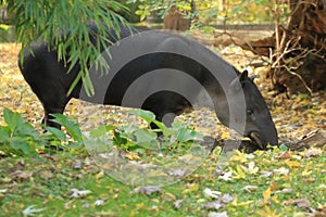 Baird tapir