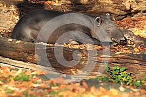 Baird tapir