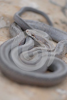 Bairds Ratsnake