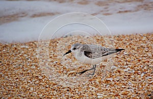 Bairds sandpiper on shell beach