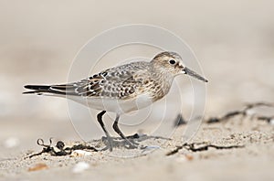 Bairds Strandloper, Bairds Sandpiper, Calidris bairdii