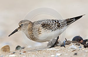 Bairds Strandloper, Bairds Sandpiper, Calidris bairdii