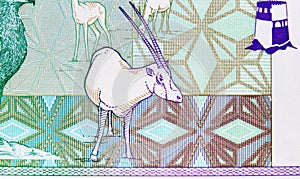 100 Baisa banknote, Issued on 1995, Bank of Oman. Fragment: Oryx antelope