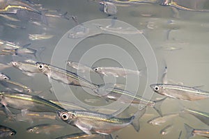 Bait fish Freshwater underwater. Common Bleak close up.