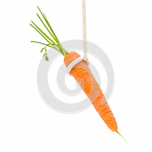 Bait. Small carrot.