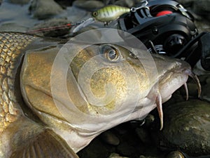Baitcasting fishing in central Europe photo