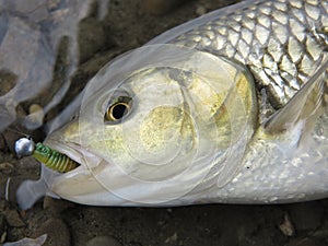 Baitcasting fishing in central Europe